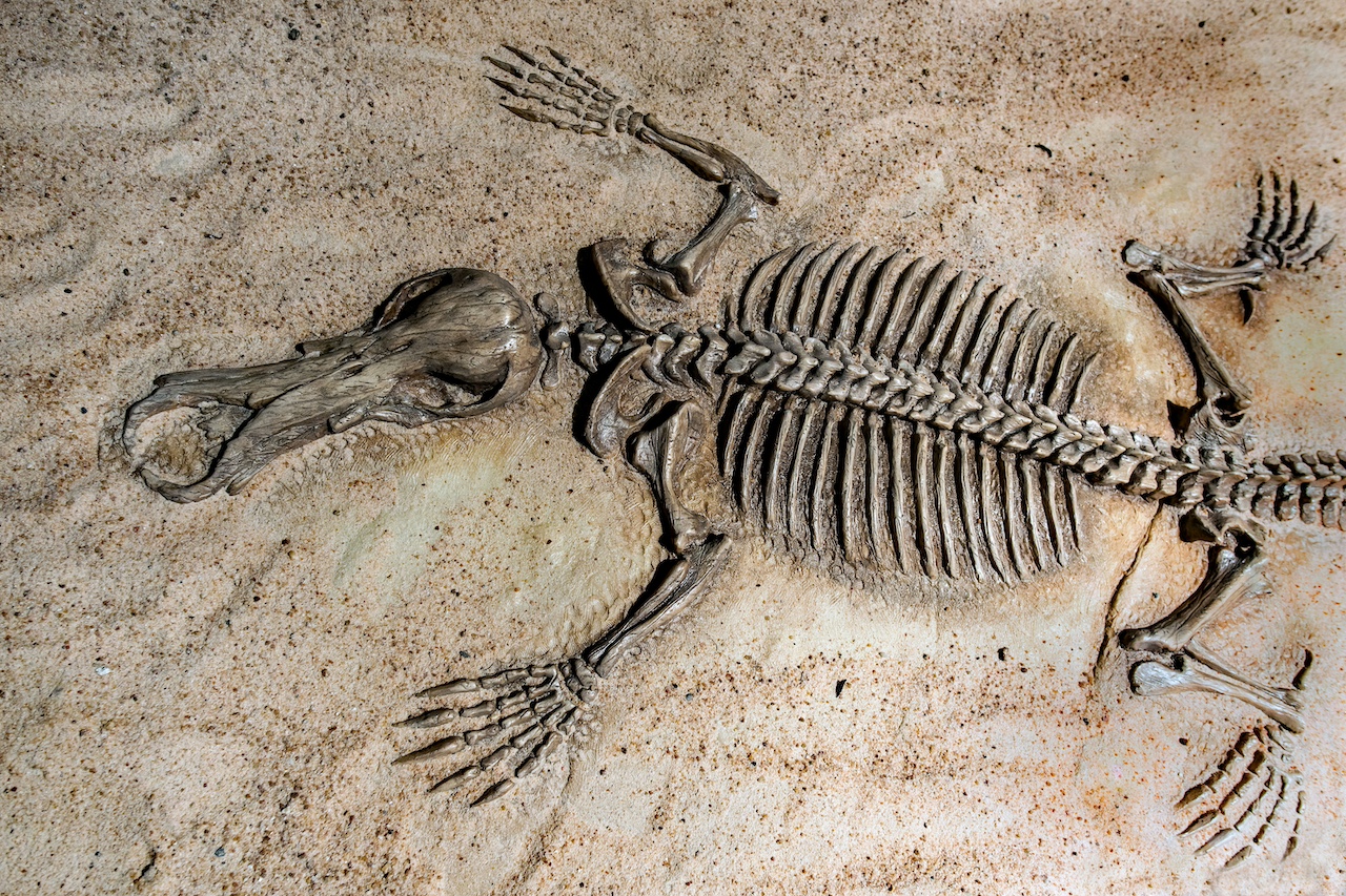 The Great Fossil Find | Hands-On Activity