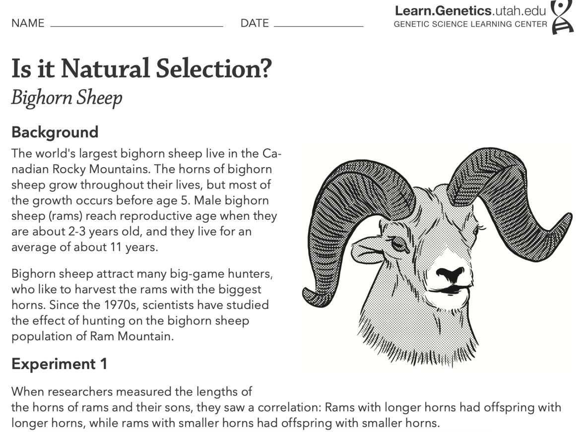 Is It Natural Selection? | Worksheets