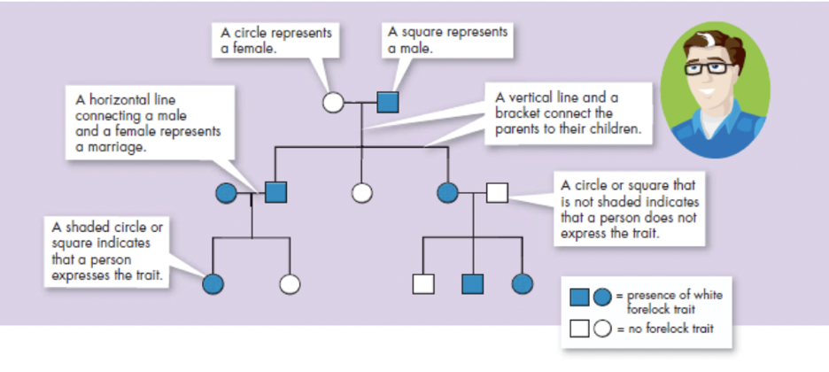 Introduction to Pedigrees Packet | Guided Practice Problems