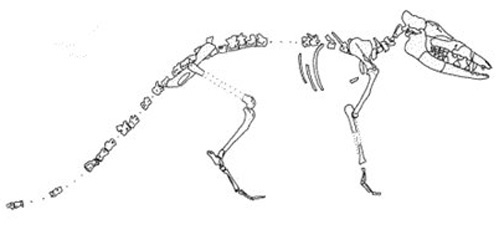 Pakicetus Fossil